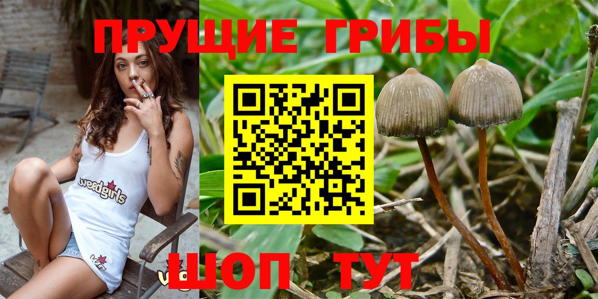Псилоцибиновые грибы Psilocybe Красногорск